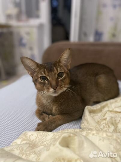 Абиссинский кот на вязку