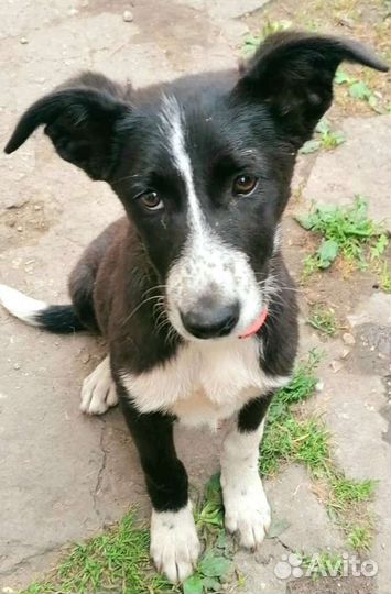 Собака щенок помесь