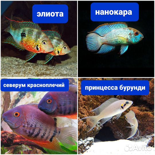 Аквариумные рыбки