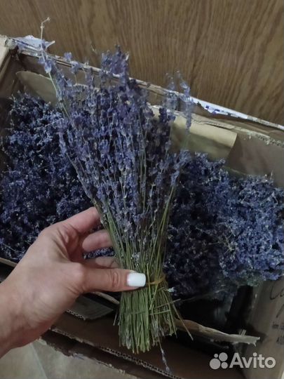 Лаванда Крымская