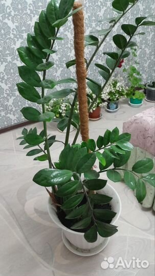 Замиокулькас