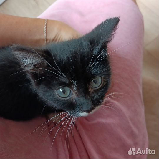 Отдам в очень хорошие руки