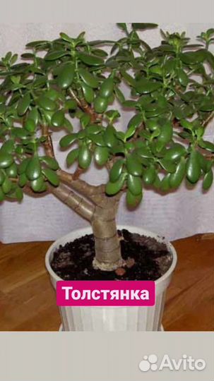 Традесканция Зебрина, Циперус Фараон, Циссус