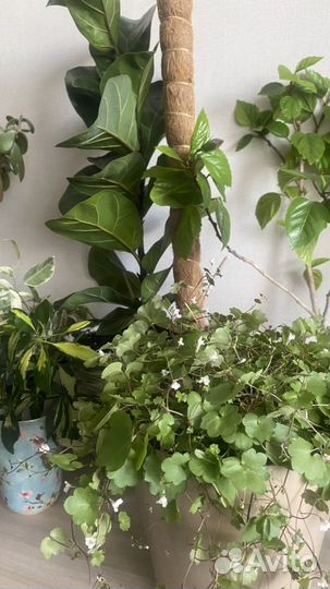 Цимбалярия ампельная