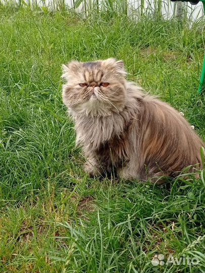 Шикарная девочка