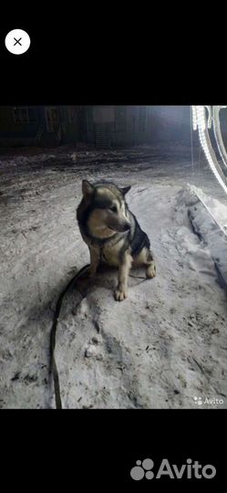 Приглашаем девочек на вязку