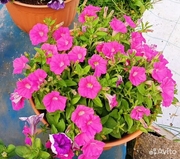 Цветы в кашпо и рассада