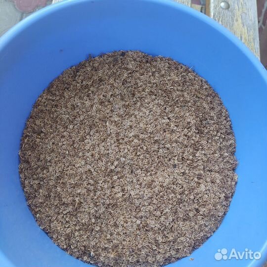 Семена укропа аллигатор