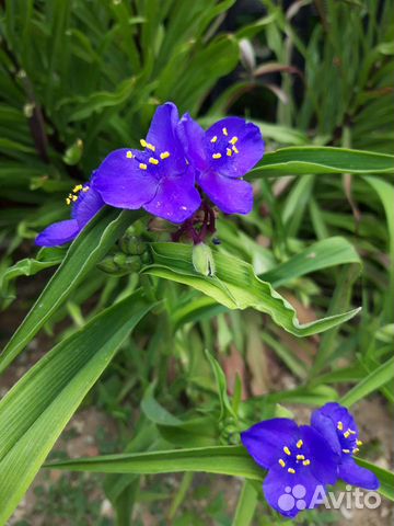 Традесканция садовая виргинская