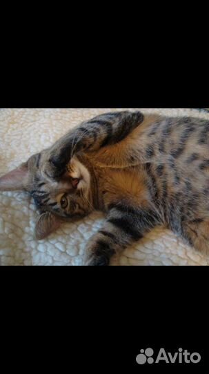 Котёнок табико