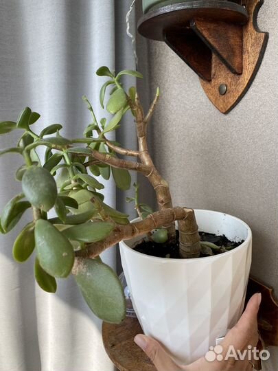 Спатифиллум, денежное дерево, лиана