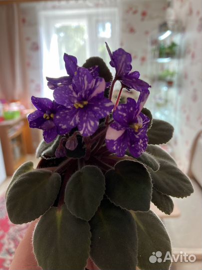 Мини фиалки