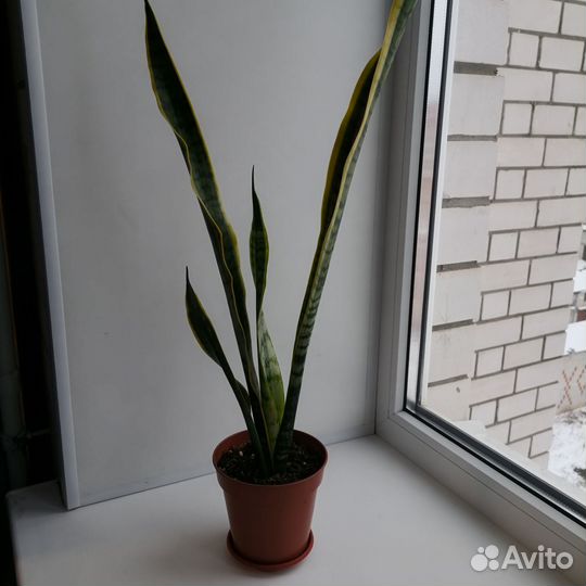 Сансевиерия, комнатные растения