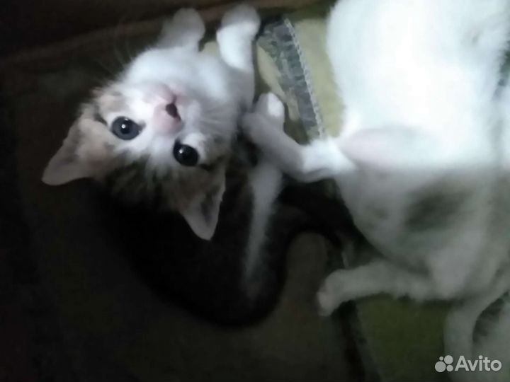 Котята в добрые руки дарим пишите ответим