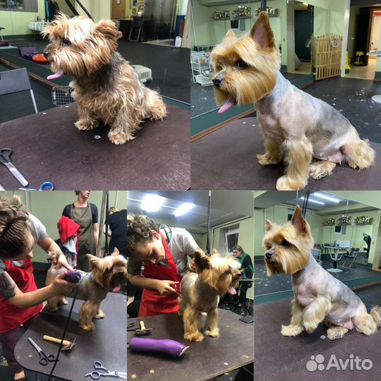 Стрижка собак/мойка собак/стрижка когтей