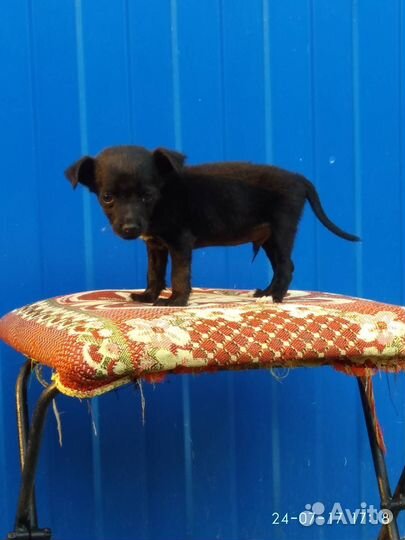 Видиокассеты