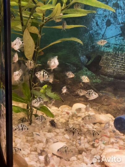 Рыбки-Тигровый попугай