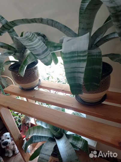 Эхмея полосатая/глиняный горшок