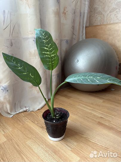 Диффенбахия