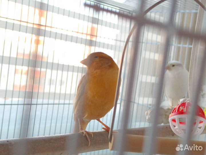 Канарейка самка