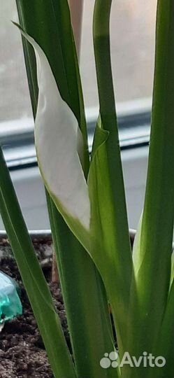 Спатифиллум