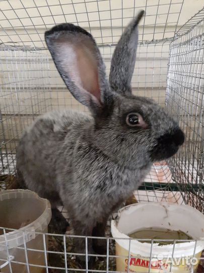 Кролики полтавское серебро обмен