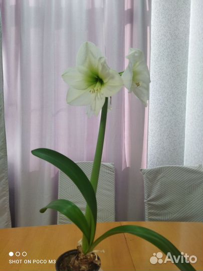 Амариллис махровый Антарктида