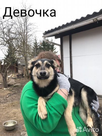 Щенки в добрые руки