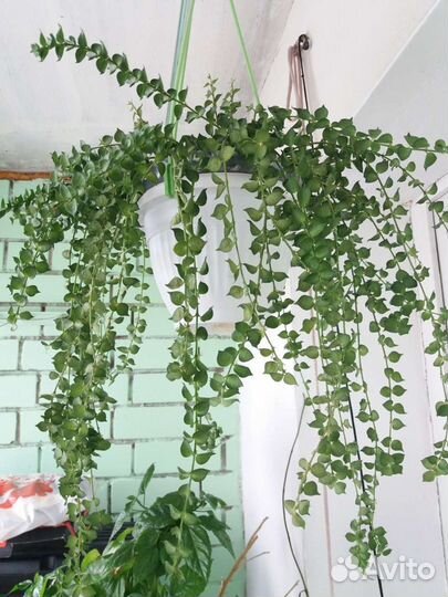 Дисхидия русифолия вар, нумулярия вар, клейстанта