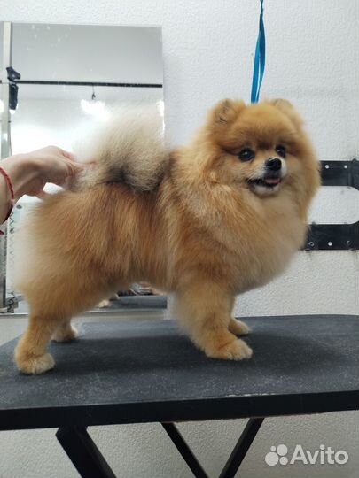 Модель на груминг