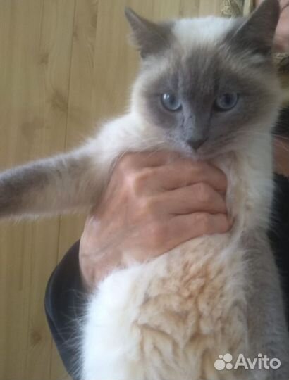 Сиамский кот