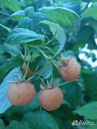 Малина желтая (саженцы)