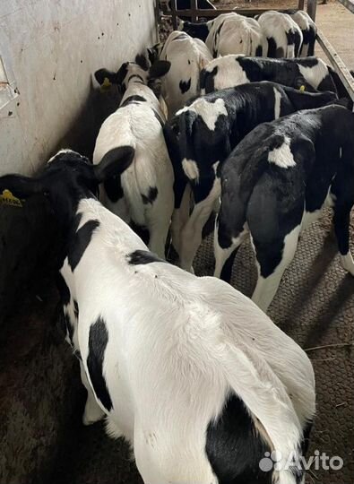 Ч Телята бычки и тёлки