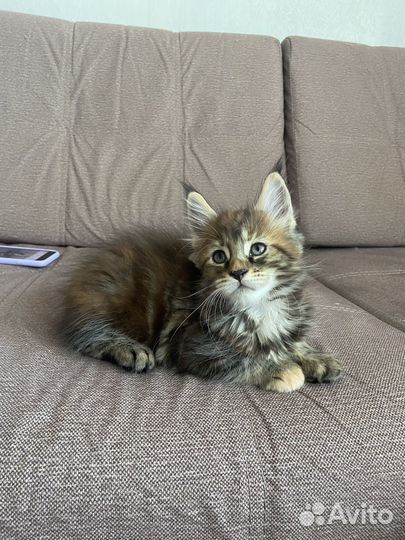 Котята мейнкун