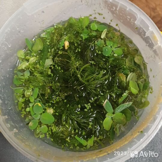 Пистия и роголистник