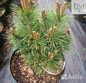 Туя, ель, сосна