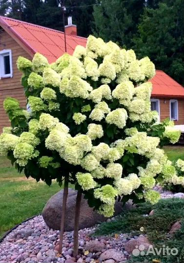 Гортензия на штамбе и кустом