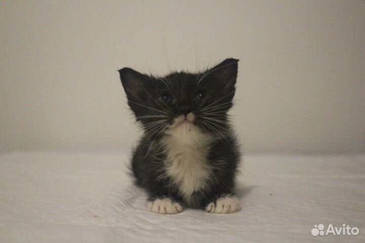 Котенок в добрые руки