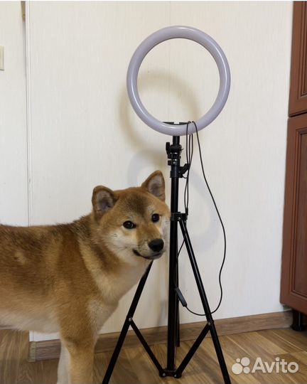 Кольцевая лампа 26 см со штативом