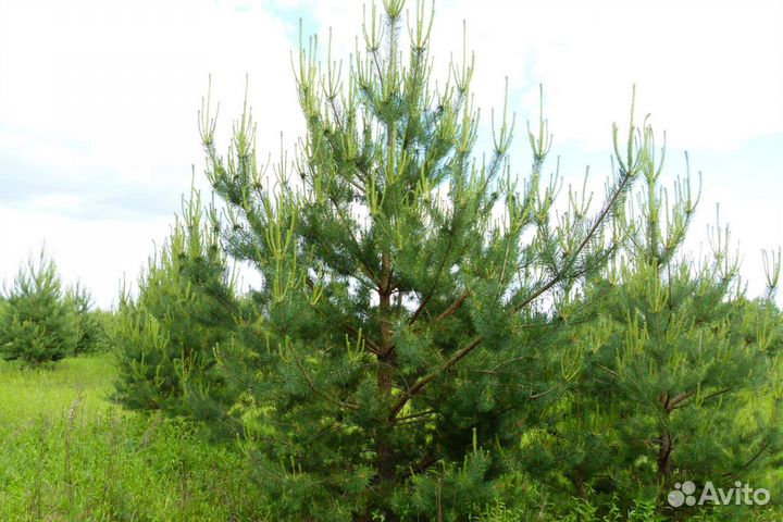 Варенье из сосновых шишек