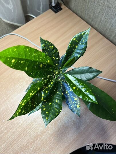 Цветы Кротон (кодиеум) Голд Сан