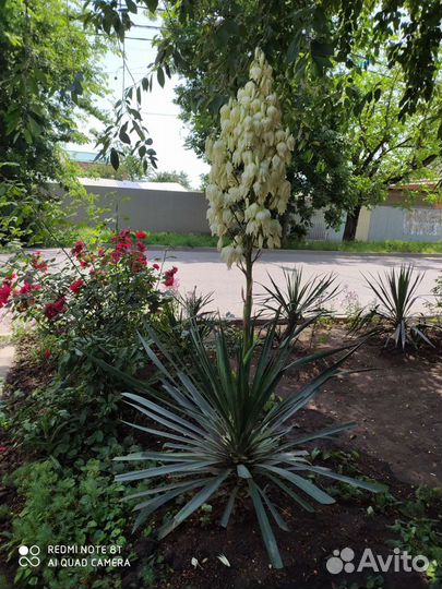 Юкка саженцы