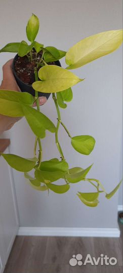 Эпипремнум неон