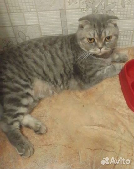 Шотландская