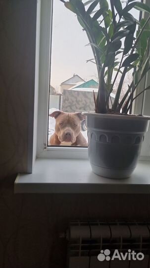 Вязка питбуль