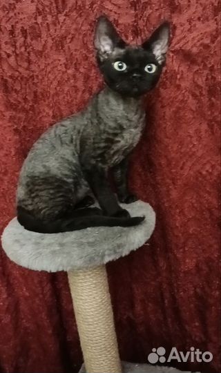 Котик бесплатно