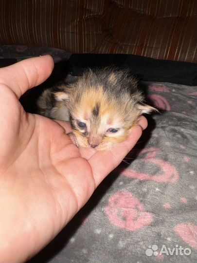 Котята в добрые руки даром бесплатно