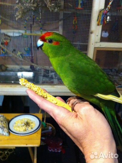 Какарики малыши