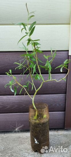 Ива извилистая