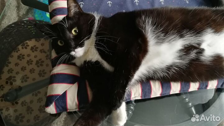 Кошка